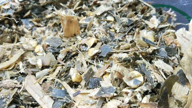 【优选商家】供应玉米全储，青储玉米，质量保证,可视频看货