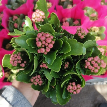 优质长寿花，青州基地直发