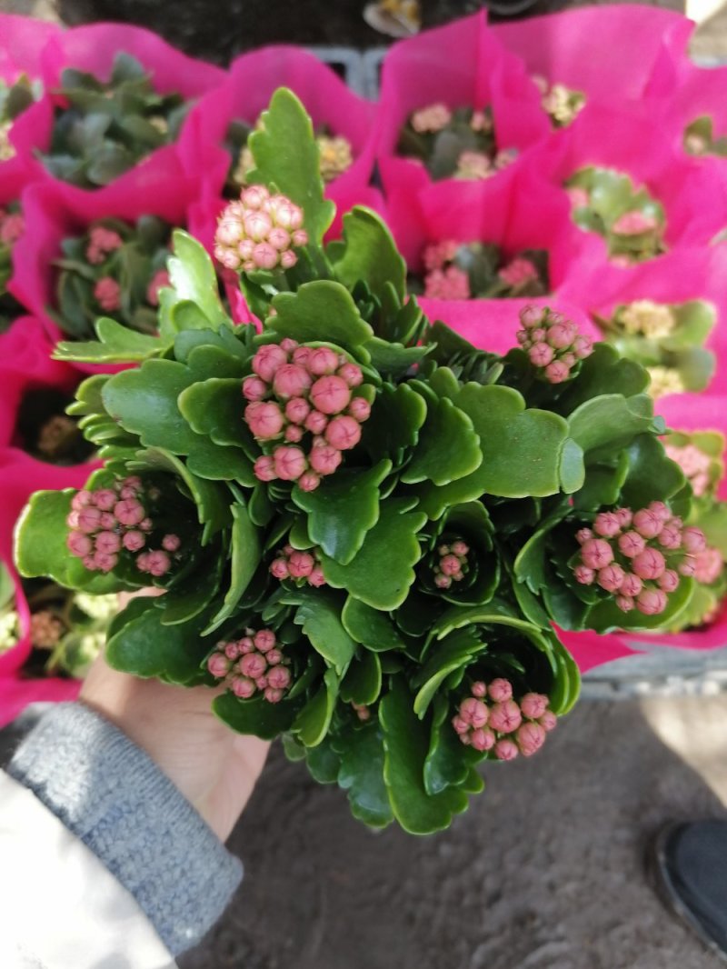 优质长寿花，青州基地直发