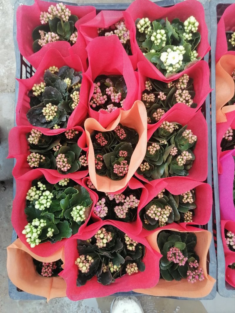 优质长寿花，青州基地直发