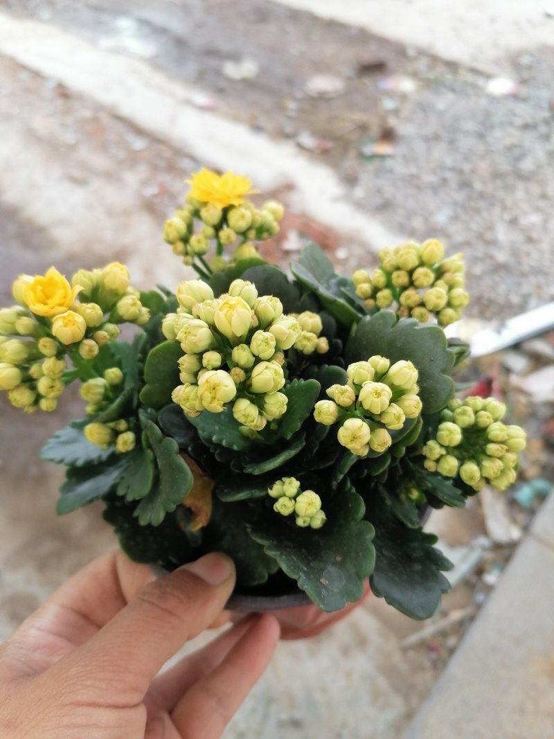 优质长寿花，青州基地直发