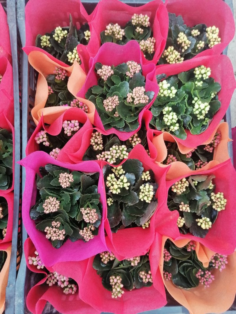 优质长寿花，青州基地直发