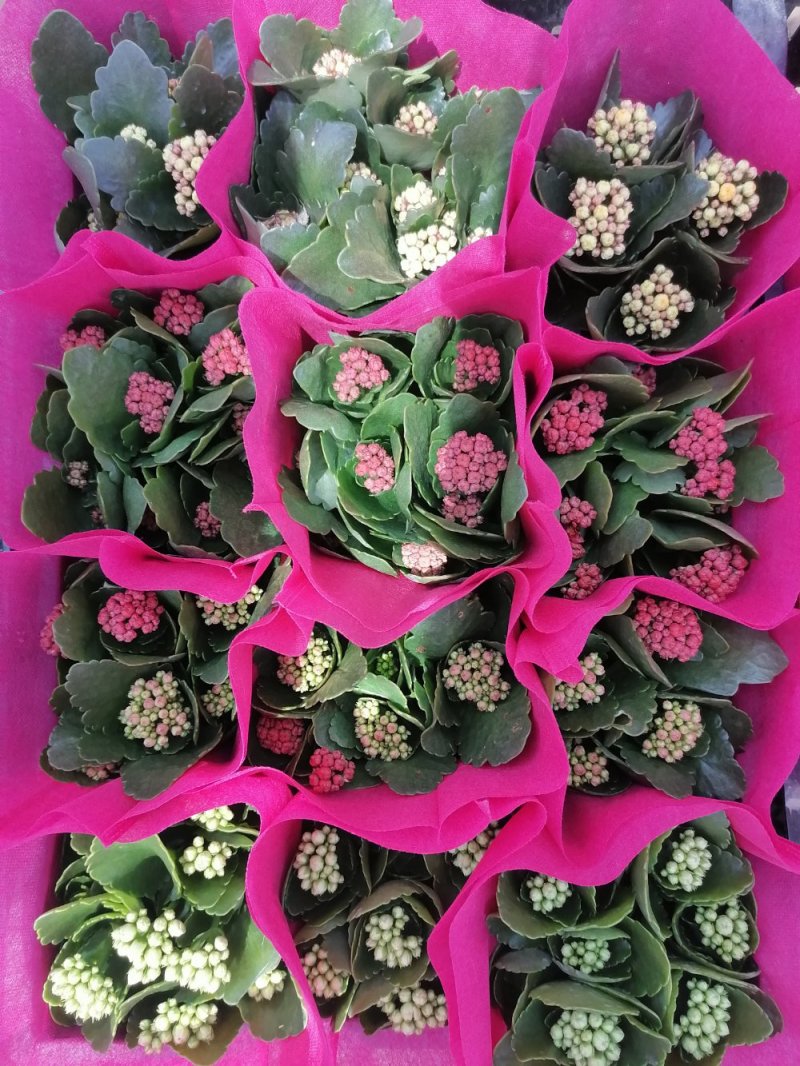 优质长寿花，青州基地直发
