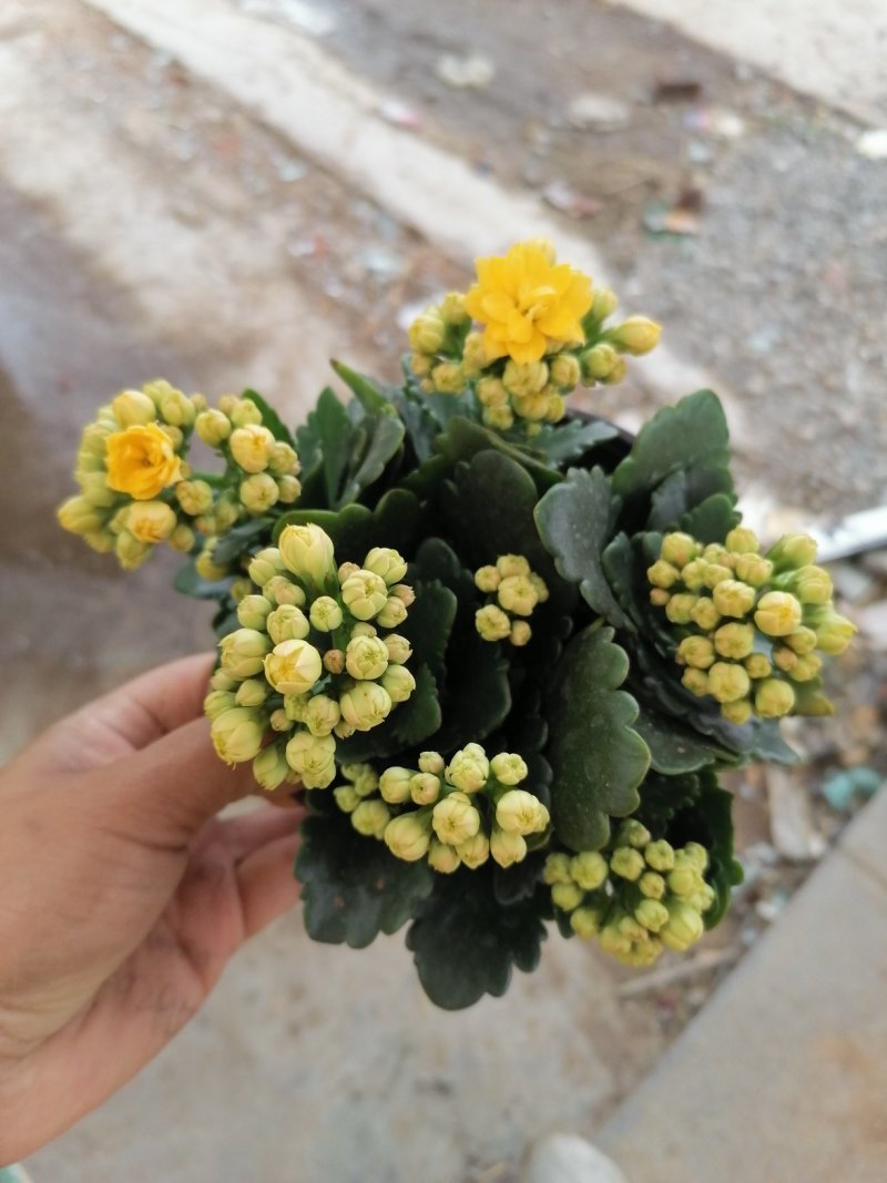 优质长寿花，青州基地直发