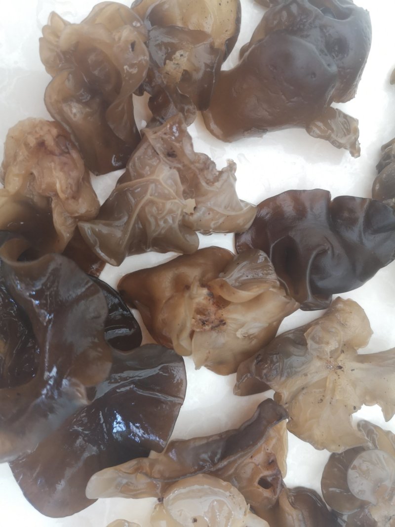 长白山野生木耳秋木耳纯纯野生不是养植的木耳野生的木耳