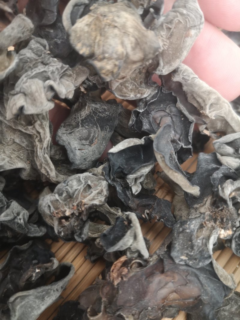 长白山野生木耳秋木耳纯纯野生不是养植的木耳野生的木耳