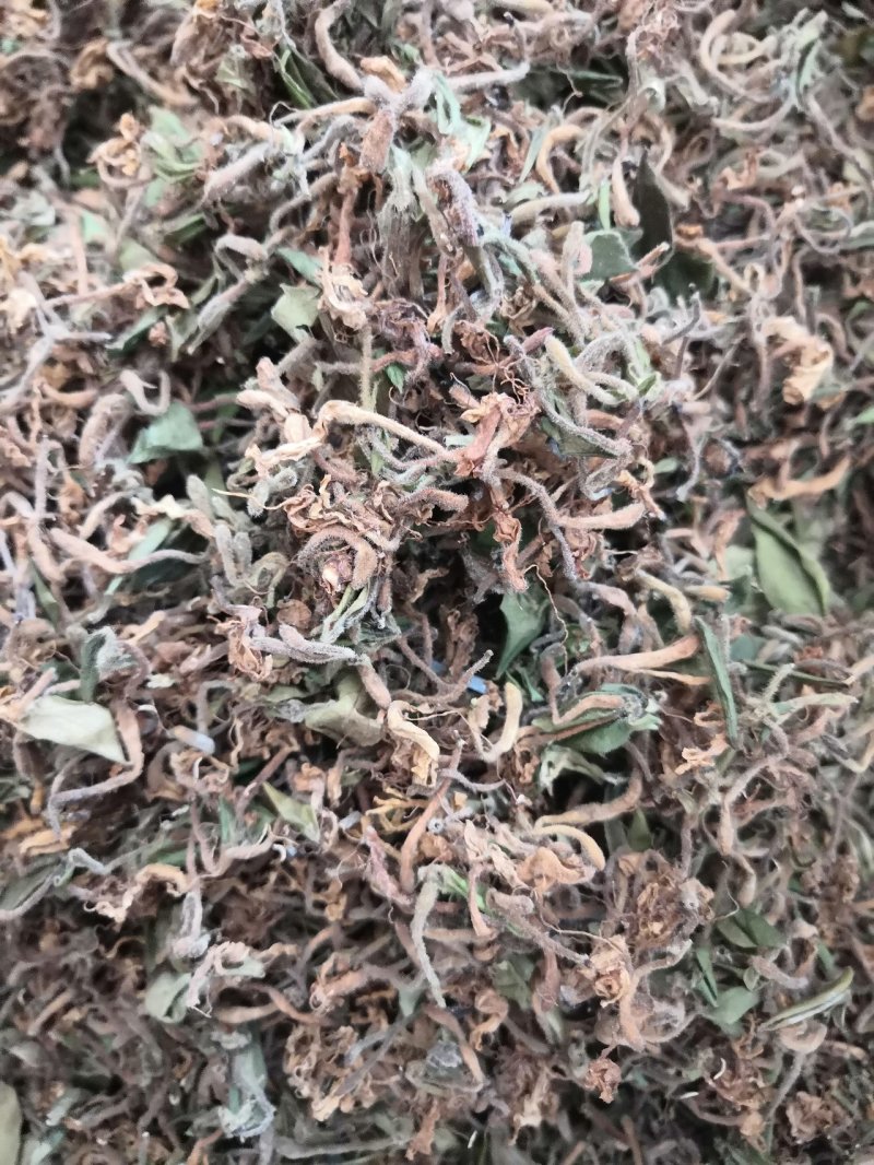 重庆秀山，野生金银花（野生带毛金银花）