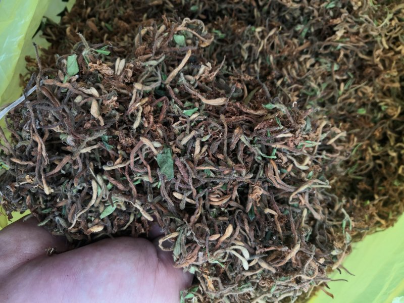 重庆秀山，野生金银花（野生带毛金银花）