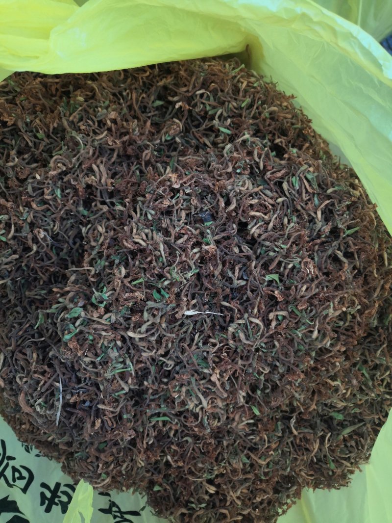 重庆秀山，野生金银花（野生带毛金银花）
