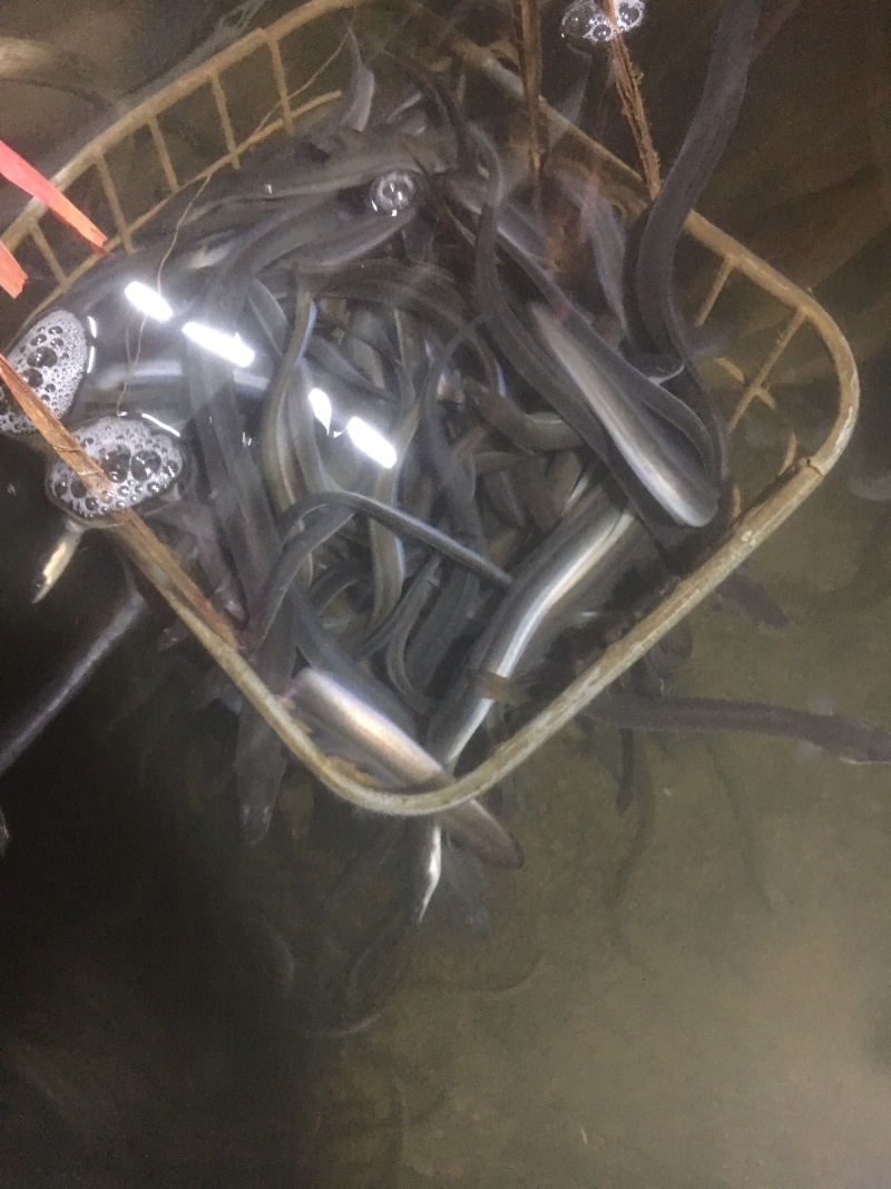 白鳗鱼苗鳗鱼苗已淡化养殖技术指导品种优良