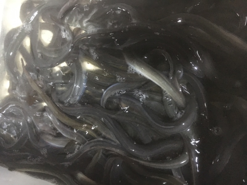 白鳗鱼苗鳗鱼苗已淡化养殖技术指导品种优良