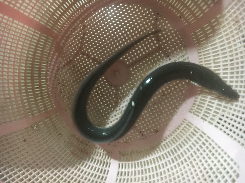 白鳗鱼苗鳗鱼苗已淡化养殖技术指导品种优良