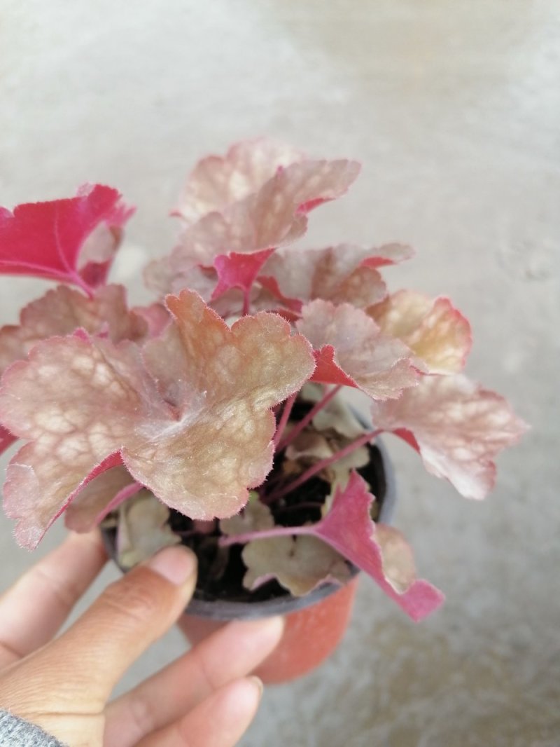 优质矾根，青州基地直发。