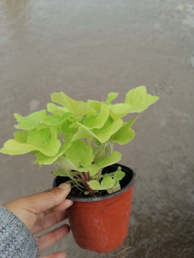 优质矾根，青州基地直发。