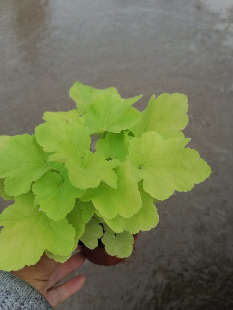 优质矾根，青州基地直发。