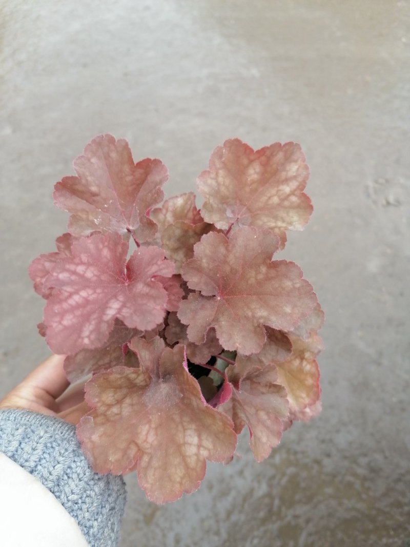 优质矾根，青州基地直发。