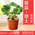 四季草莓苗南北庭院阳台奶油草莓四季结果盆栽当年结果包邮