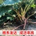四季草莓苗南北庭院阳台奶油草莓四季结果盆栽当年结果包邮