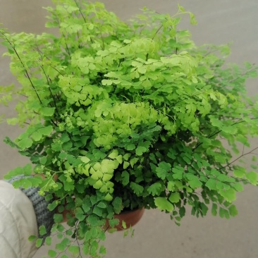优质铁线蕨，青州基地直发