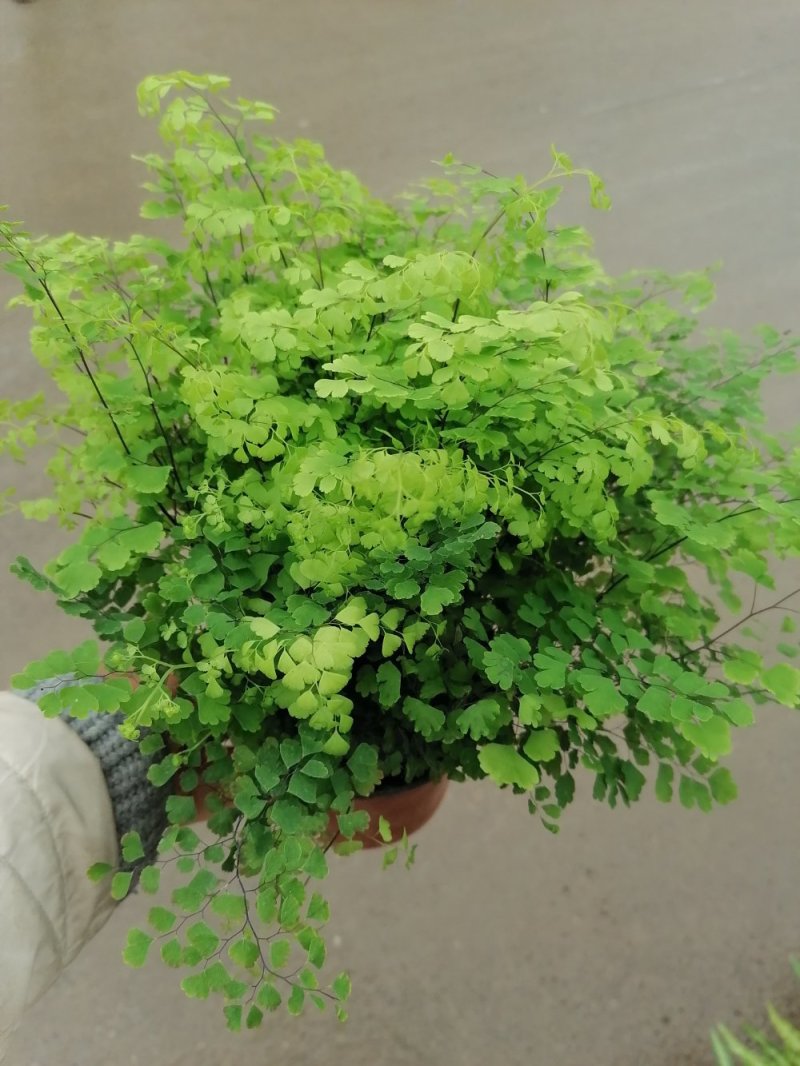 优质铁线蕨，青州基地直发