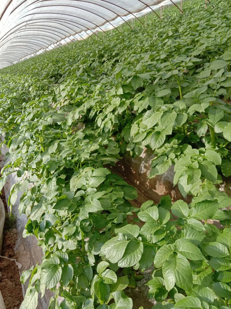 铜山区何桥荷兰土豆大量上市中