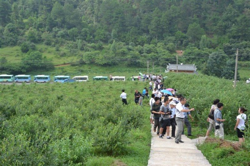 贵州麻江蓝莓鲜果12元冻果7元(莱格西、灿烂、兔眼)