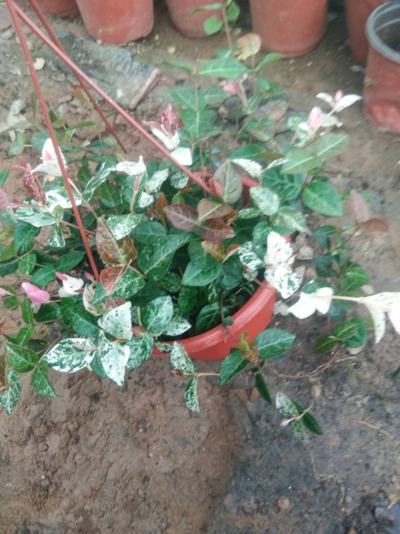 花叶络石，规格齐全，基地直销，质量保证，可实地考察