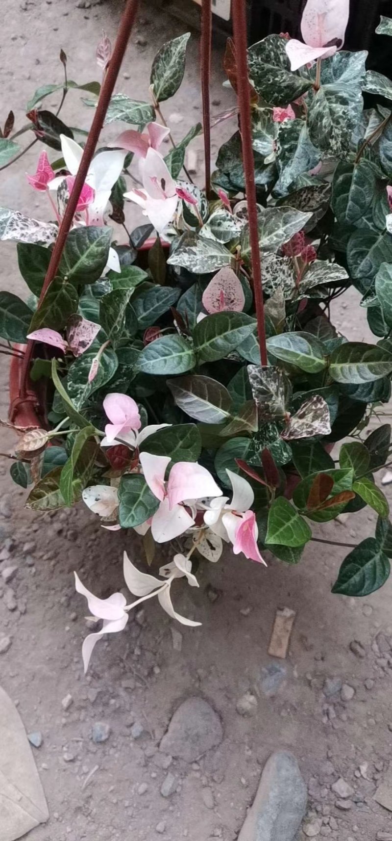 花叶络石，规格齐全，基地直销，质量保证，可实地考察
