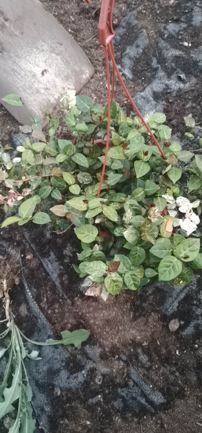 花叶络石，规格齐全，基地直销，质量保证，可实地考察