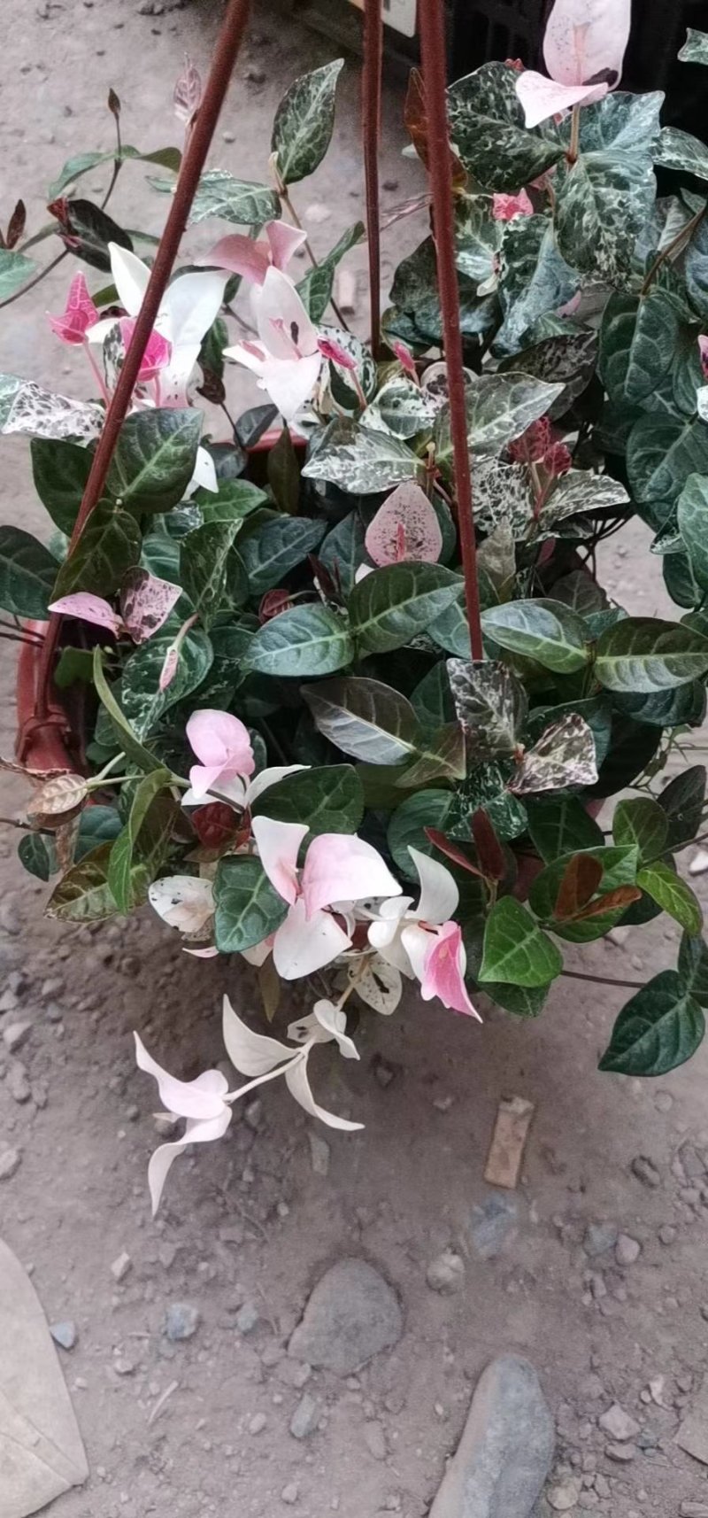 花叶络石，规格齐全，基地直销，质量保证，可实地考察
