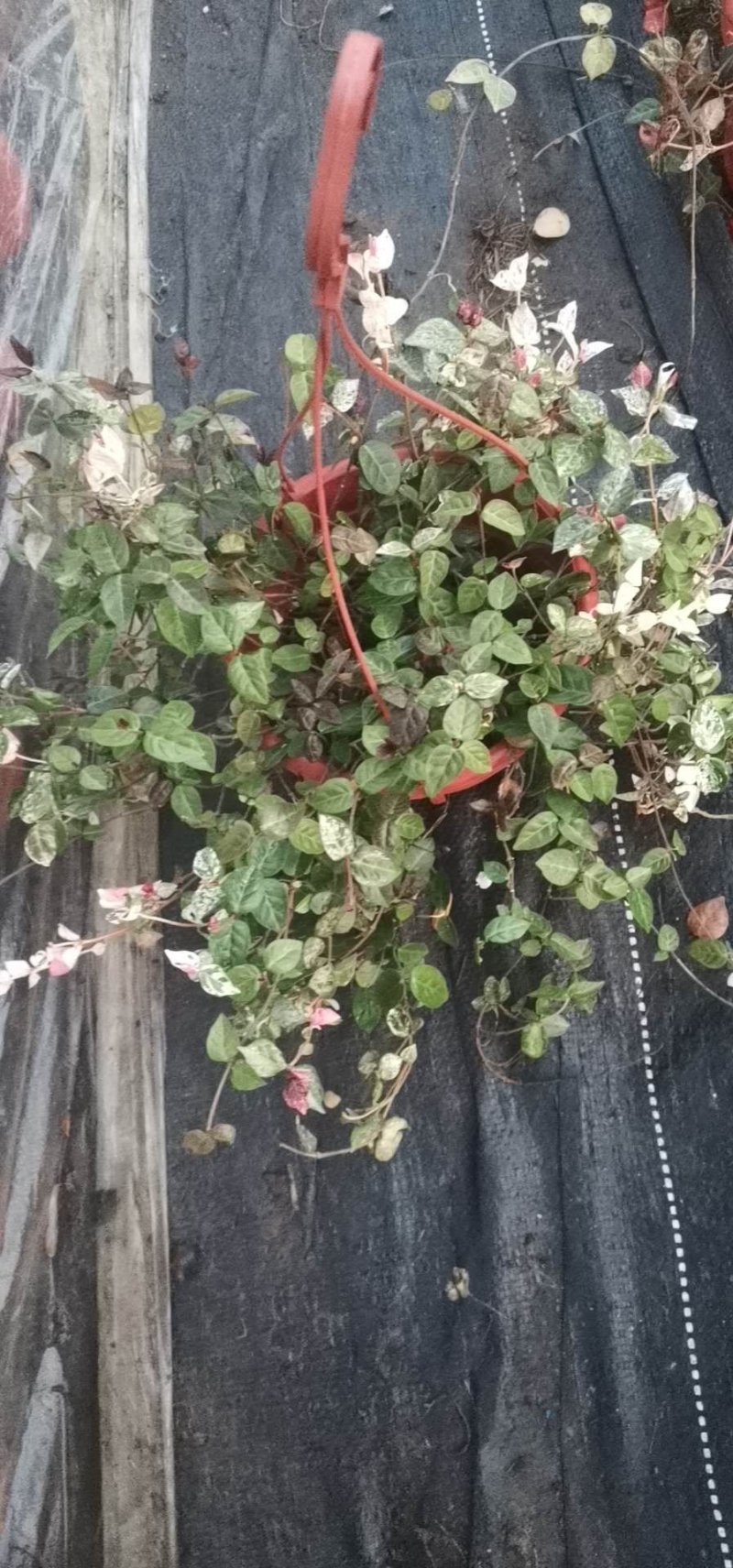 花叶络石，规格齐全，基地直销，质量保证，可实地考察