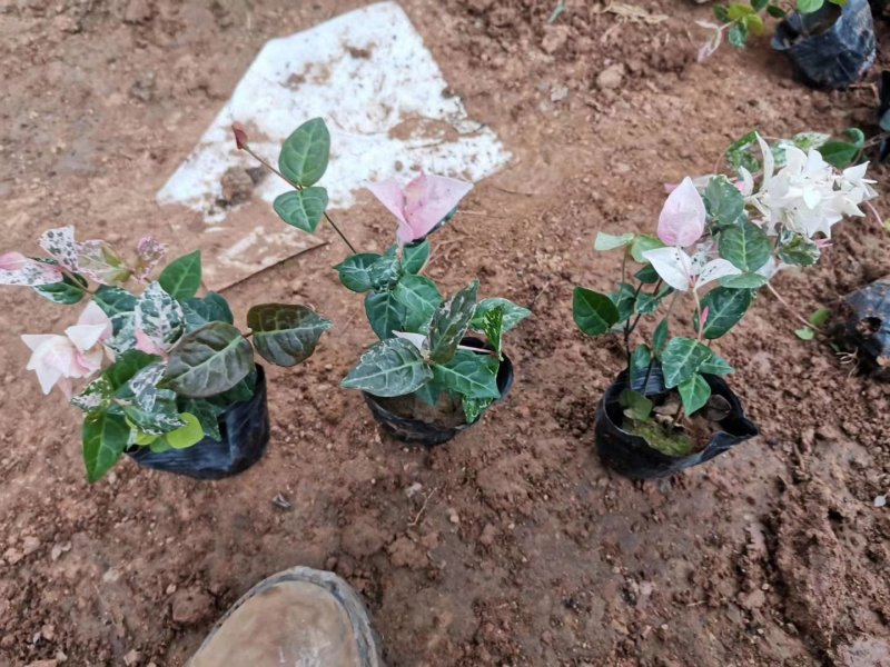 花叶络石，规格齐全，基地直销，质量保证，可实地考察