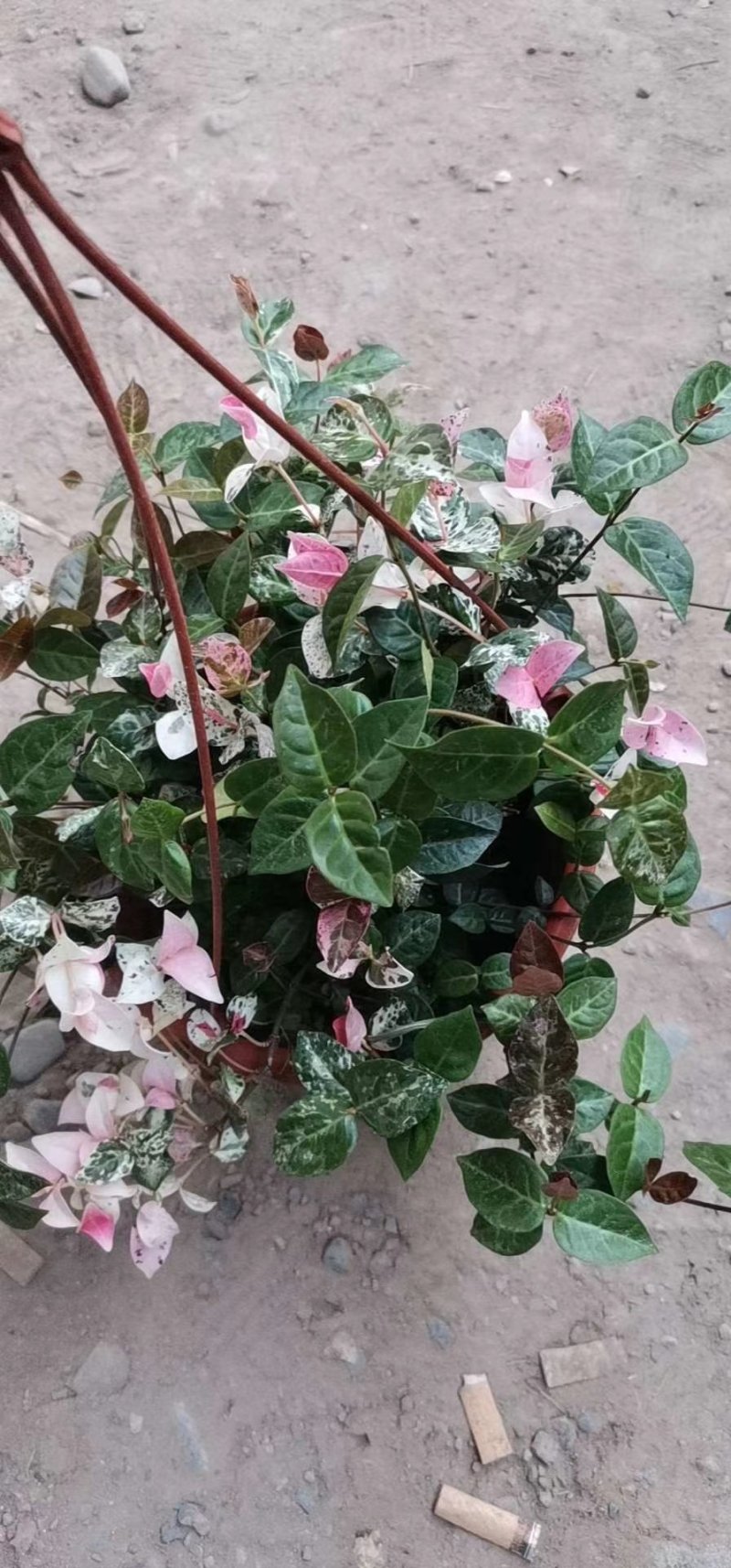 花叶络石，规格齐全，基地直销，质量保证，可实地考察