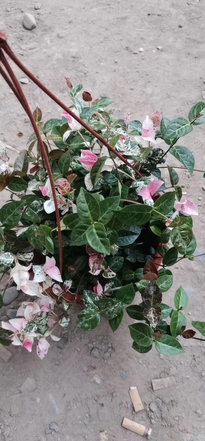 花叶络石，规格齐全，基地直销，质量保证，可实地考察