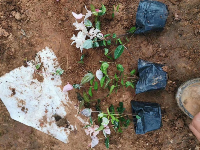花叶络石，规格齐全，基地直销，质量保证，可实地考察