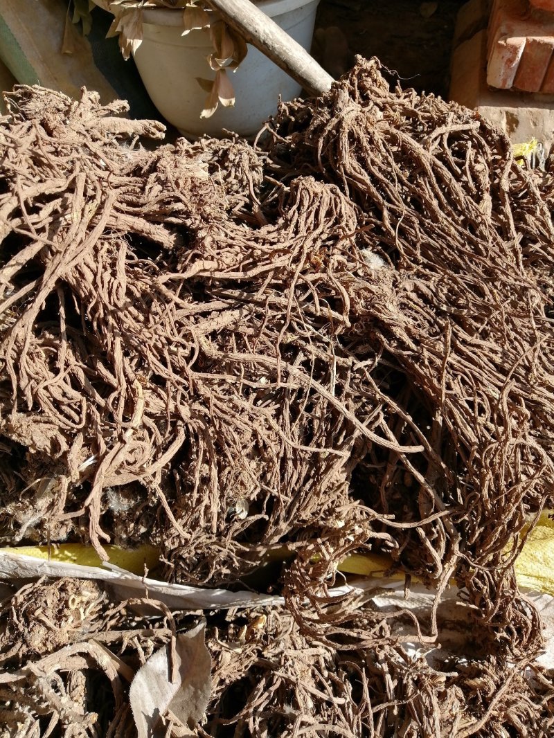 自产羌活—质量干度非常棒