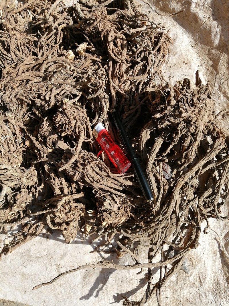 自产羌活—质量干度非常棒
