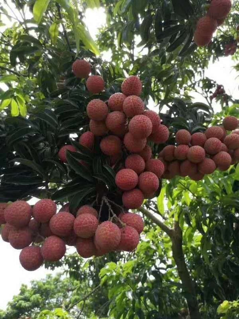 广东省高州市荔枝
