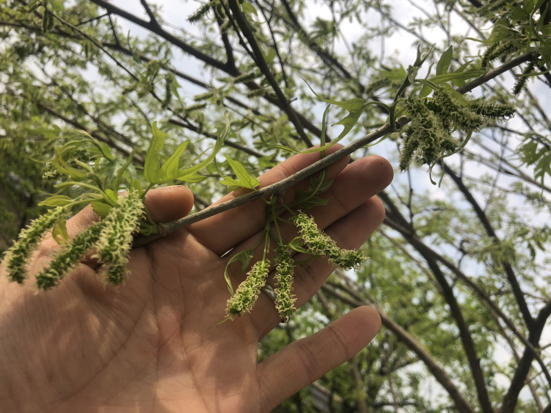 鸡甜桑鸡爪桑观赏桑盆栽桑树桑葚苗