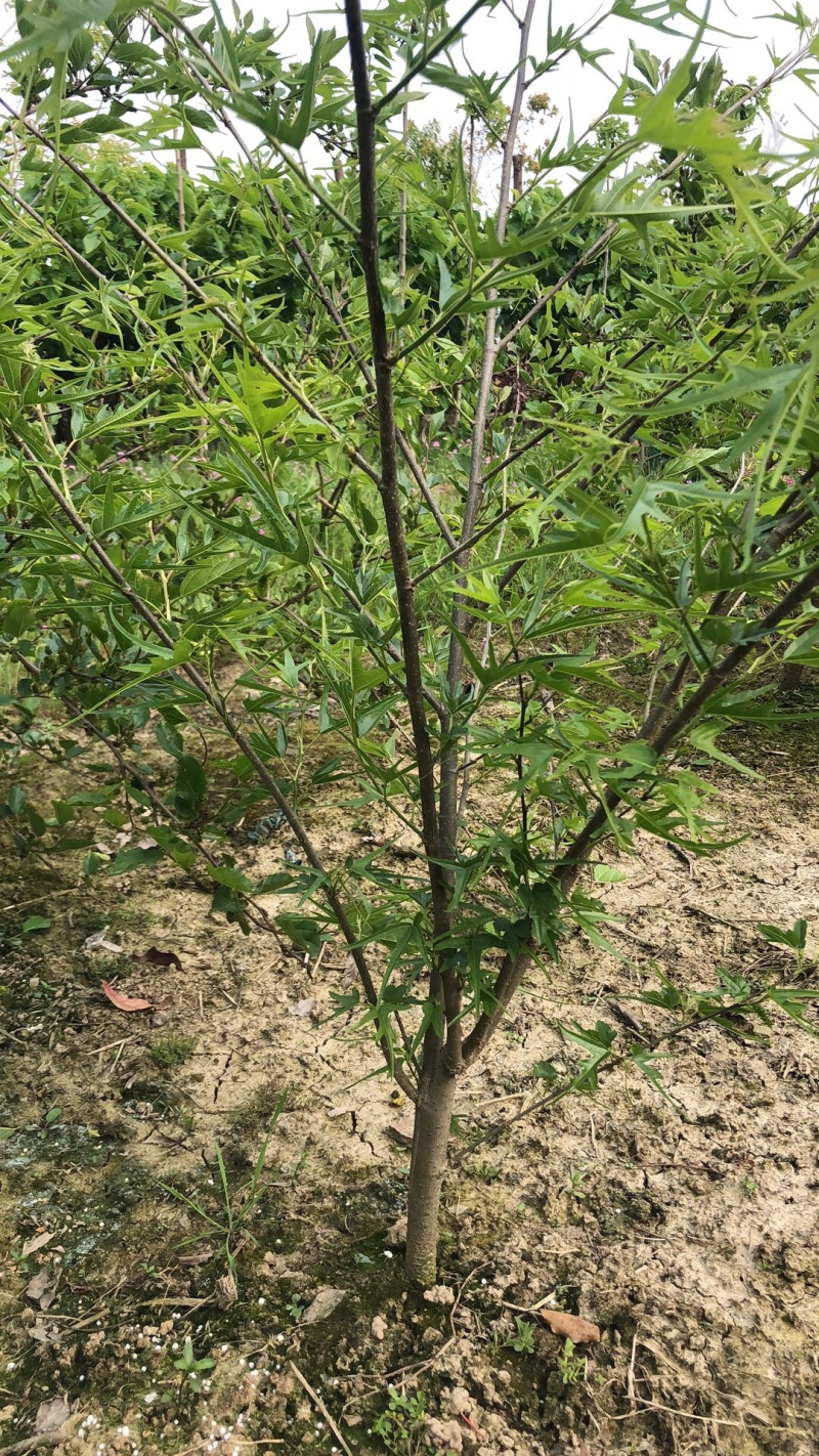 鸡甜桑鸡爪桑观赏桑盆栽桑树桑葚苗