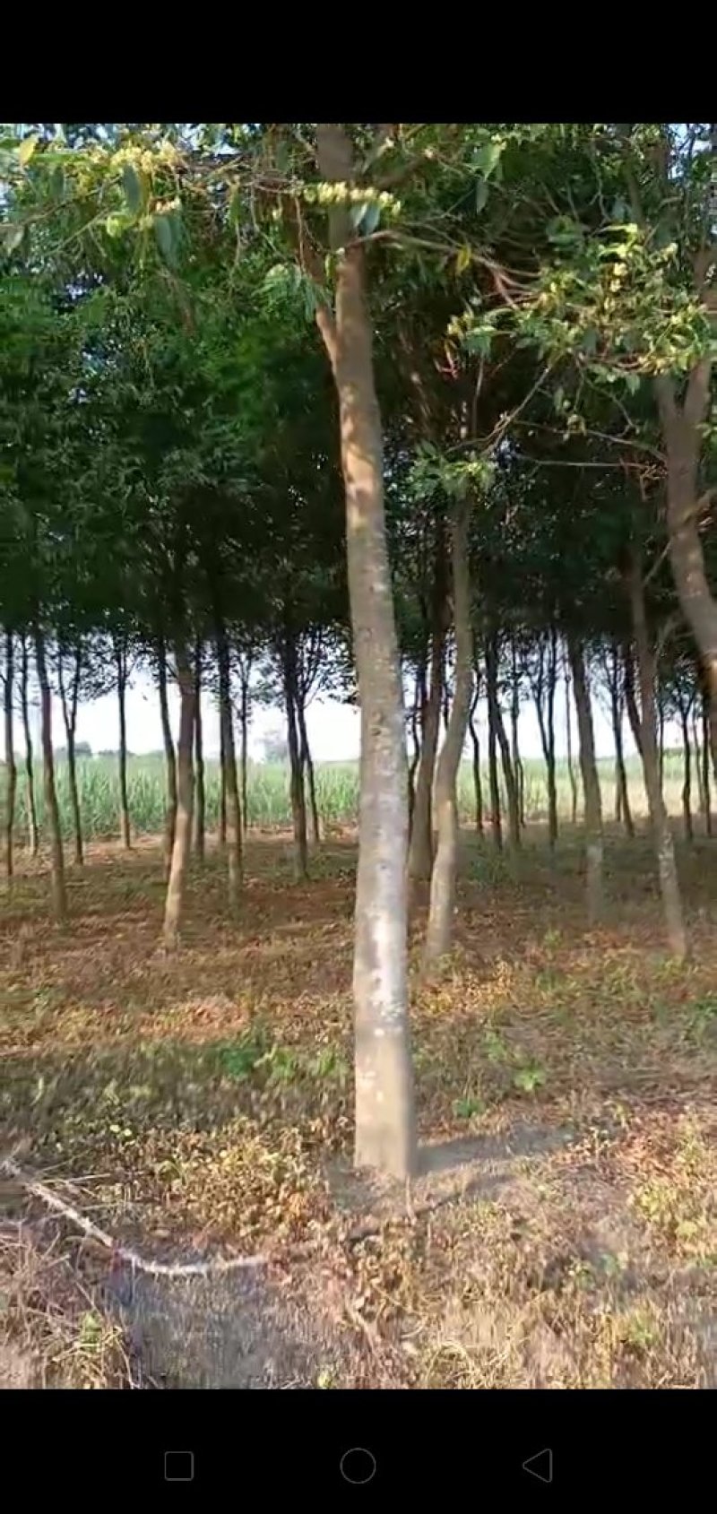 沉香木