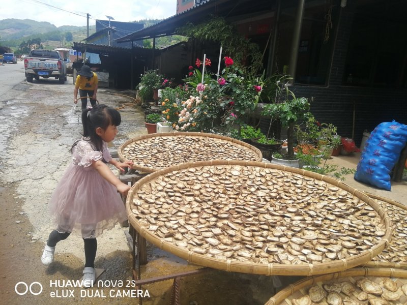 葛根云南野生葛根干片，自封袋装，一袋1000g