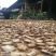 葛根云南野生葛根干片，自封袋装，一袋1000g