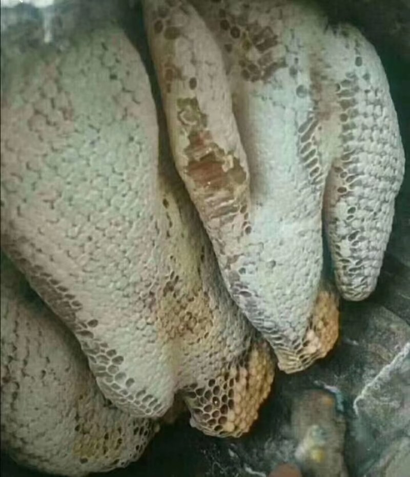 蜂巢云南自家养的蜂巢，盒装一盒一公斤
