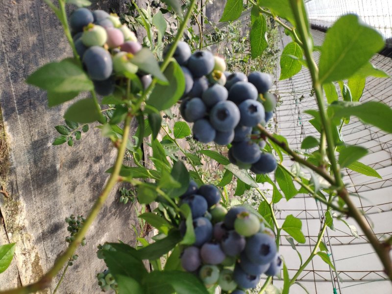 丹东蓝莓代收，批发，一件代发