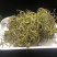 〈好货〉化石草，野生化石草，颜色绿，一手货源，肾精茶