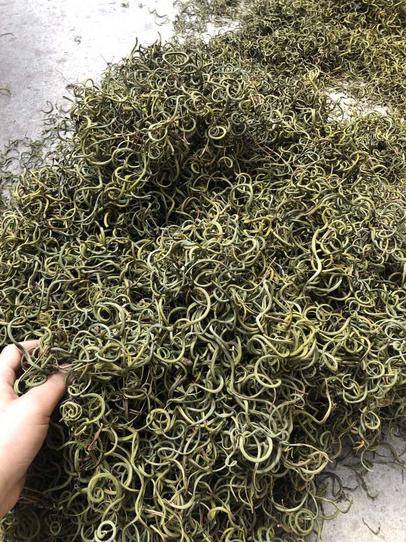 〈好货〉化石草，野生化石草，颜色绿，一手货源，肾精茶