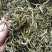〈好货〉化石草，野生化石草，颜色绿，一手货源，肾精茶