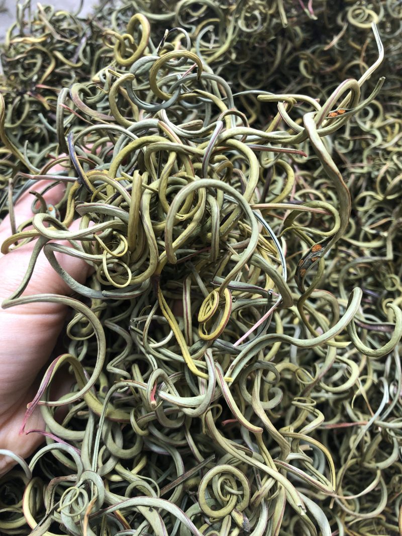 〈好货〉化石草，野生化石草，颜色绿，一手货源，肾精茶
