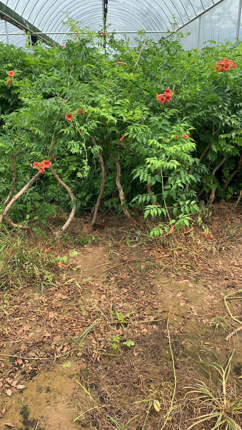 优质批发本地凌霄小苗，1公分～12公分凌霄